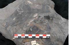 Foto (Detailansicht) von Noeggerathia palmaeformis Goeppert (NHMW-GEO-2024-0188-10734)